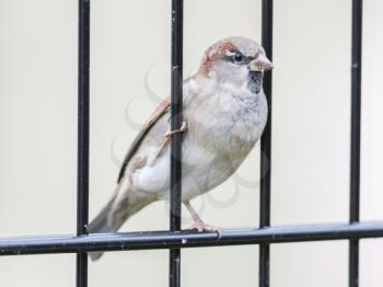 House Sparrow on old fence, Passer domesticus