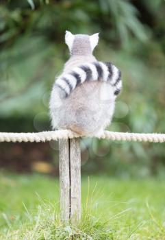 Ring-tailed lemur (Lemur catta) relaxing on a pole