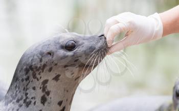 Common seal being fed by a human