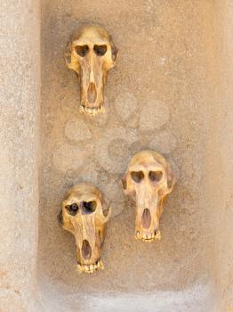 Three monkey skulls on an old wall