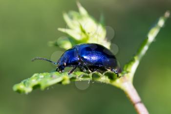 Blue beetle close-up, walking in a plant