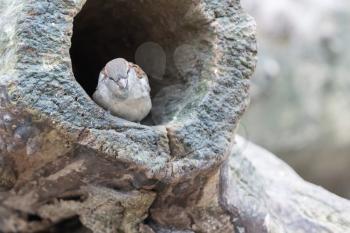 Sparrow in a hollow tree, selective focus