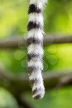 Close up of a ring-tailed lemur tail texture, macro, black and white
