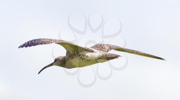 Whimbrel flying in the air - Summer in Iceland