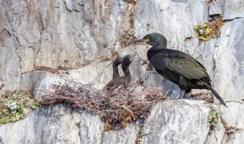 European shag (phalacrocorax aristotelis) feeding it's chicks