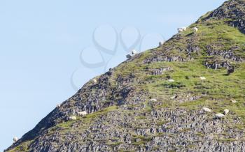 Sheep on a steep mountain - Agriculture and farming in Iceland