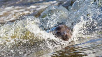 Closeup view of a sea lion in the water