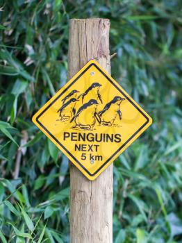 Road sign caution for birds pinguins, yellow sign
