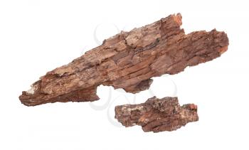 Tree bark isolated on a white background