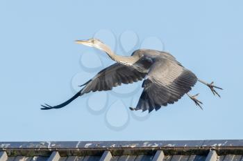 Great blue heron taking off from a roof, blue sky