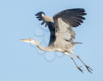 Great blue heron taking off from a roof, blue sky