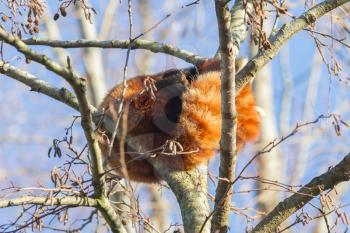 Red panda napping in a large tree