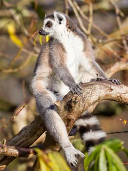 Ring-tailed lemur (Lemur catta) enjoying the winter sun