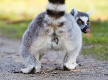 Ring-tailed lemur (Lemur catta), selective focus on it's behind