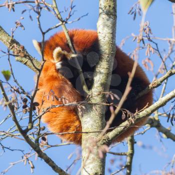 Red panda napping in a large tree