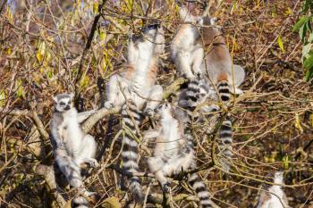 Ring-tailed lemur (Lemur catta), group in a tree enjoying the winter sun