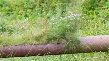 Old water pipe filled with fresh grass