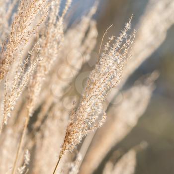 Natural background of yellow reeds, selective focus