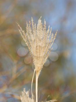 Natural background of yellow reeds, selective focus