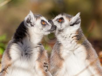Ring-tailed lemur (Lemur catta), couple, enjoying the winter sun