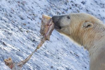 Close-up of a polarbear (icebear) in captivity eating something