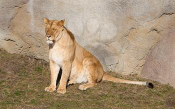 Lioness resting in het natural habitat, selective focus