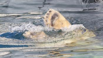Close-up of a polarbear (icebear) in captivity jumping in the water