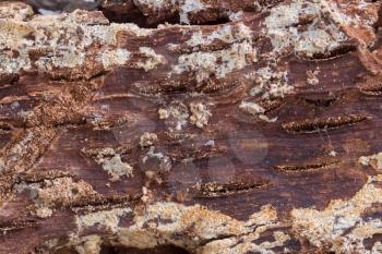 Old oak bark as background, close up