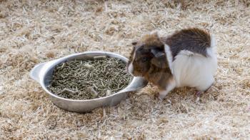 Portrait of a guinea pig eating, selective focus