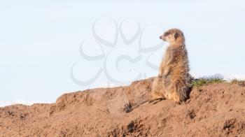 Meerkat on guard duty, cute and furry