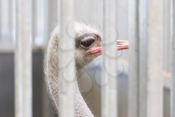 Close-up of head of ostrich behind bars