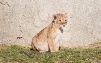 Lion cub exploring it's surroundings in the winter