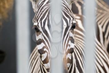 Close-up of a zebra behind bars, selective focus