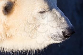 Close-up of a polarbear (icebear) in capticity (Holland)