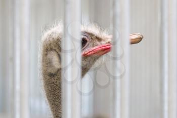 Close-up of head of ostrich behind bars