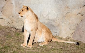 Lioness resting in het natural habitat, selective focus
