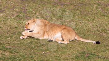 Lioness washing in het natural habitat, selective focus