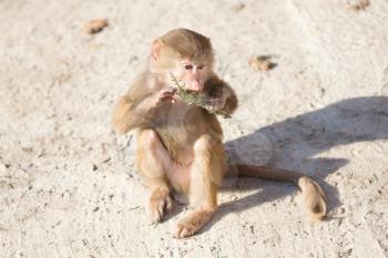 Baby baboon sitting on a rock, eating something