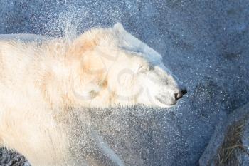 Close-up of a polarbear (icebear) in captivity, selective focus on the eye