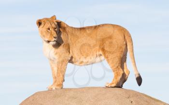 Lioness watching from a rock - Scanning her surroundings