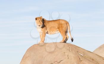 Lioness watching from a rock - Scanning her surroundings