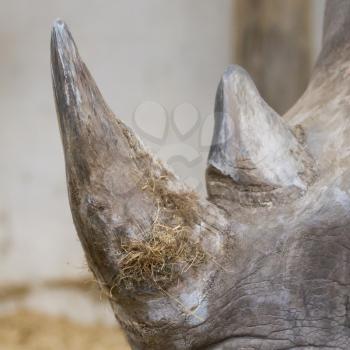 Rhino with horn close up, selective focus