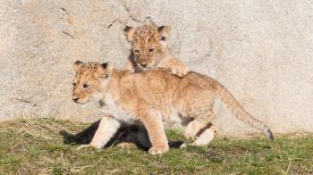 Lion cubs exploring it's surroundings in the winter