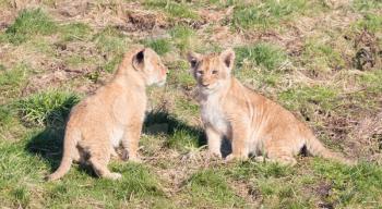 Lion cubs exploring it's surroundings in the winter