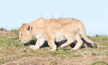 Lion cub exploring it's surroundings in the winter