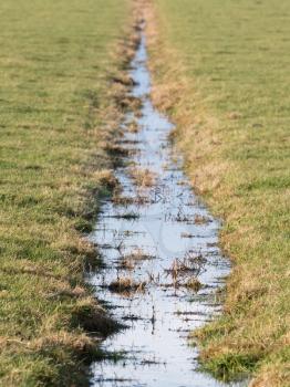 Ditch and meadows in waterland Friesland , the Netherlands, selective focus