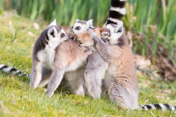 Ring-tailed lemur (Lemur catta) in a group, with young