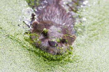 Humor: Small claw otter covered in duckweed