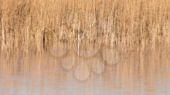 Reeds at a lake in Holland, winter