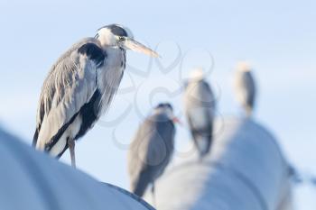 Image of a great blue heron, selective focus